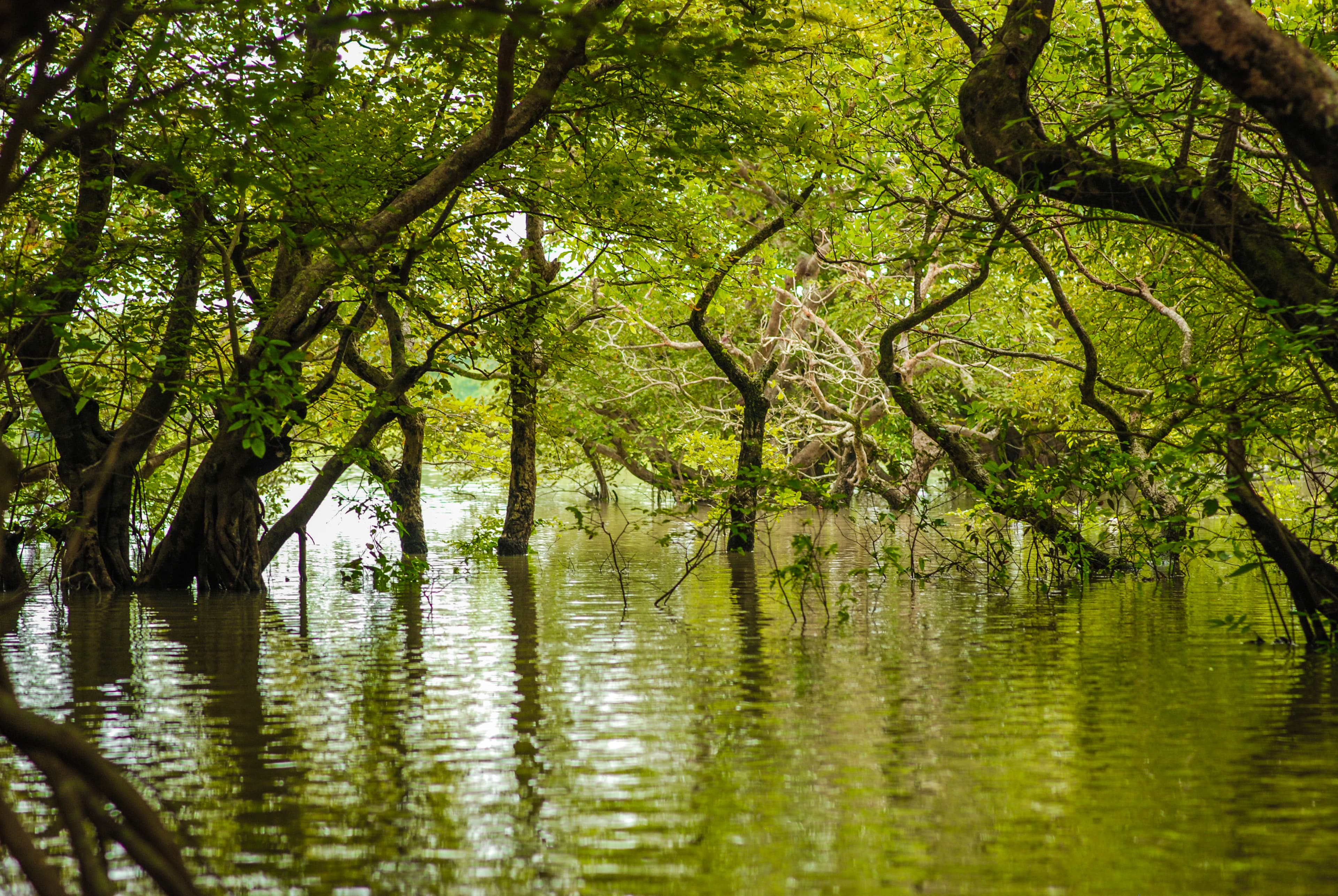Ratargul Swamp Forest - Freshwater swamp forest